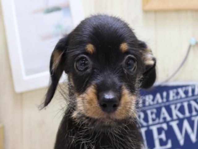 熊本県のハーフ犬・ミックス犬 (ペッツワン熊本宇土店/2024年7月9日生まれ/男の子/ブラックタン)の子犬